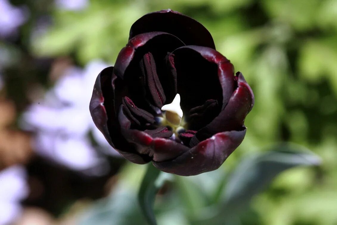 Тюльпан Люцифер. Черный тюльпан. Тюльпан Король ночи. Черный тюльпан цветок. Цвет черный тюльпан