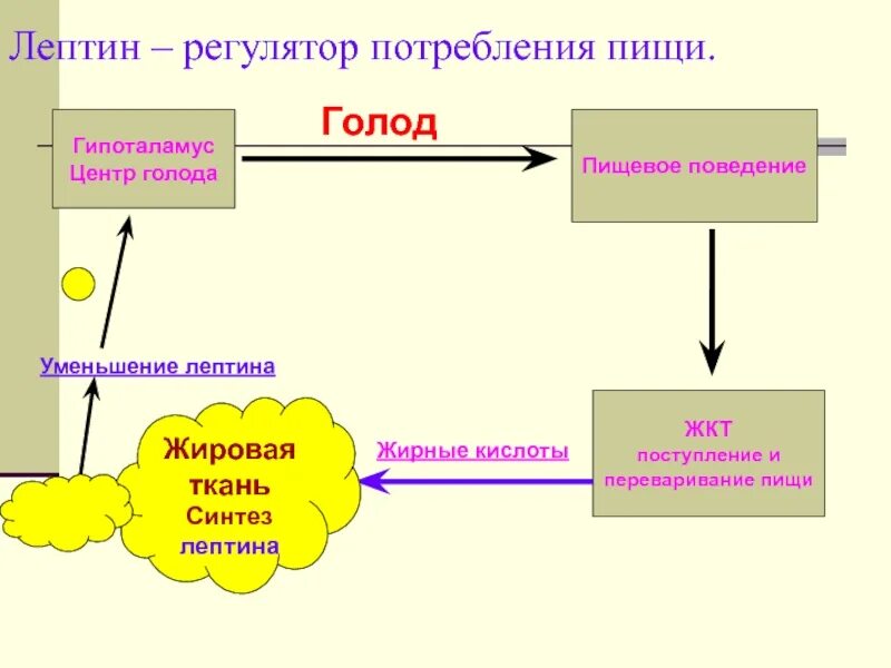 Гипоталамус и голод. Лептин физиологические функции. Лептин физиология. Гормон лептин функции. Лептин функции биохимия.