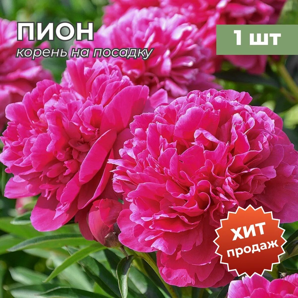 Пион молочноцветковый kansas. Пион канзас отзывы. Пион kansas (канзас). Пион молочноцветковый kansas. Пион молочноцветковый канзас.