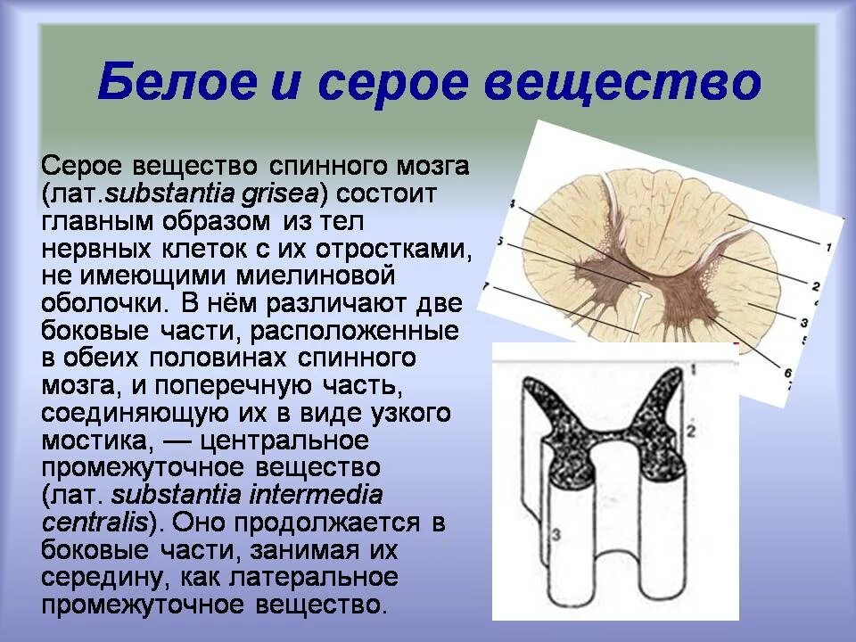 Какую функцию выполняет серое вещество мозга. Серове везество спинного мозга. Серое и белое вещество спинного мозга. Белое и серое вечещства. Белое и Мерое вешестао сриногг мозга.