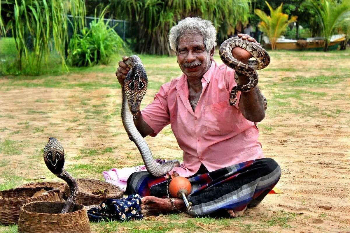 Змеи на Шри Ланке. Шри Ланка Кобра. Неядовитые змеи Шри Ланки. Заклинатели кобр Шри Ланка.