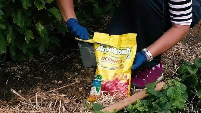 Подкормка кустарников летом. Удобрение для смородины. удобрение для ягодных кустарников. подкормка смородины. удобрение кустарников осенью.
