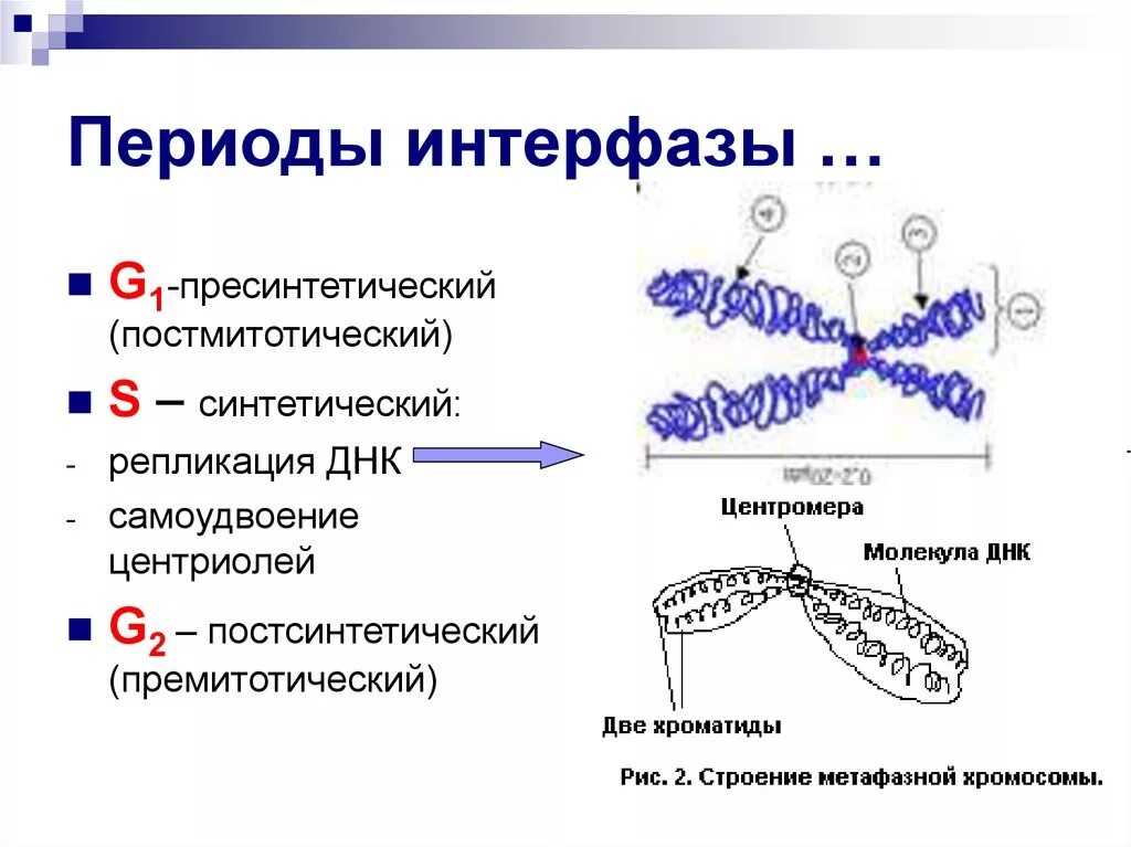 3 этапа интерфазы. G2 период интерфазы. Фазы интерфазы пресинтетический. Процессы в g1 периоде интерфазы. Интерфаза митоз пресинтетический период.