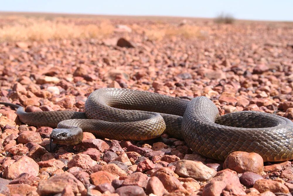 Содержится в яде змеи 6 букв. Ленточный крайт змея. Австралийский полоз. Химическая формула змеиного яда. Обыкновенная гадюка - vipera berus (linnaeus, 1758).