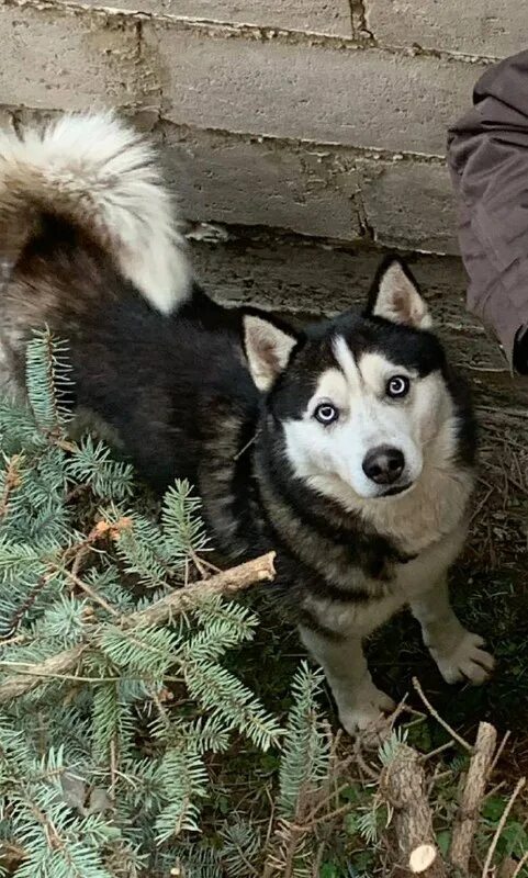 хаски широкая морда. хаски хелп москва.