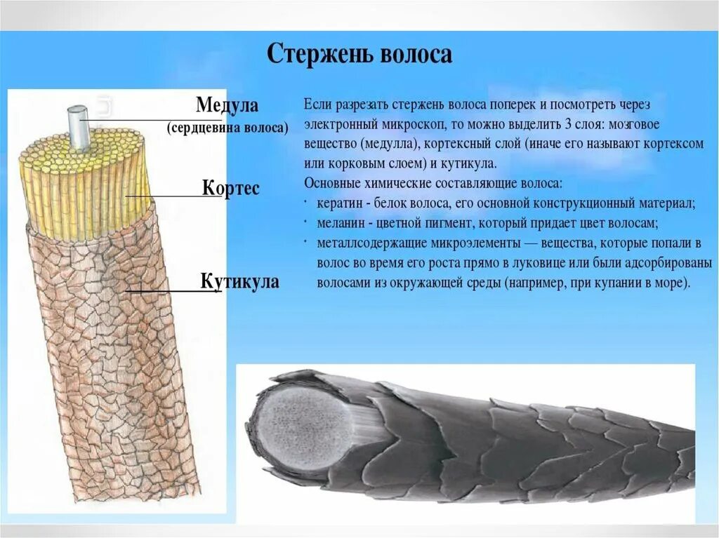 Строение волоса Медула Кортекс. Медула Кортекс кутикула. Кортекс Медула кутикула строение. Структура волоса Медула Кортекс кутикула.