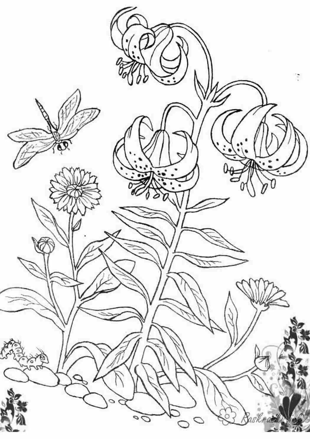 Plant coloring. Лилия саранка белая. Растения. Раскраска. Цветы. Раскраска. Цветы и растения раскраска.