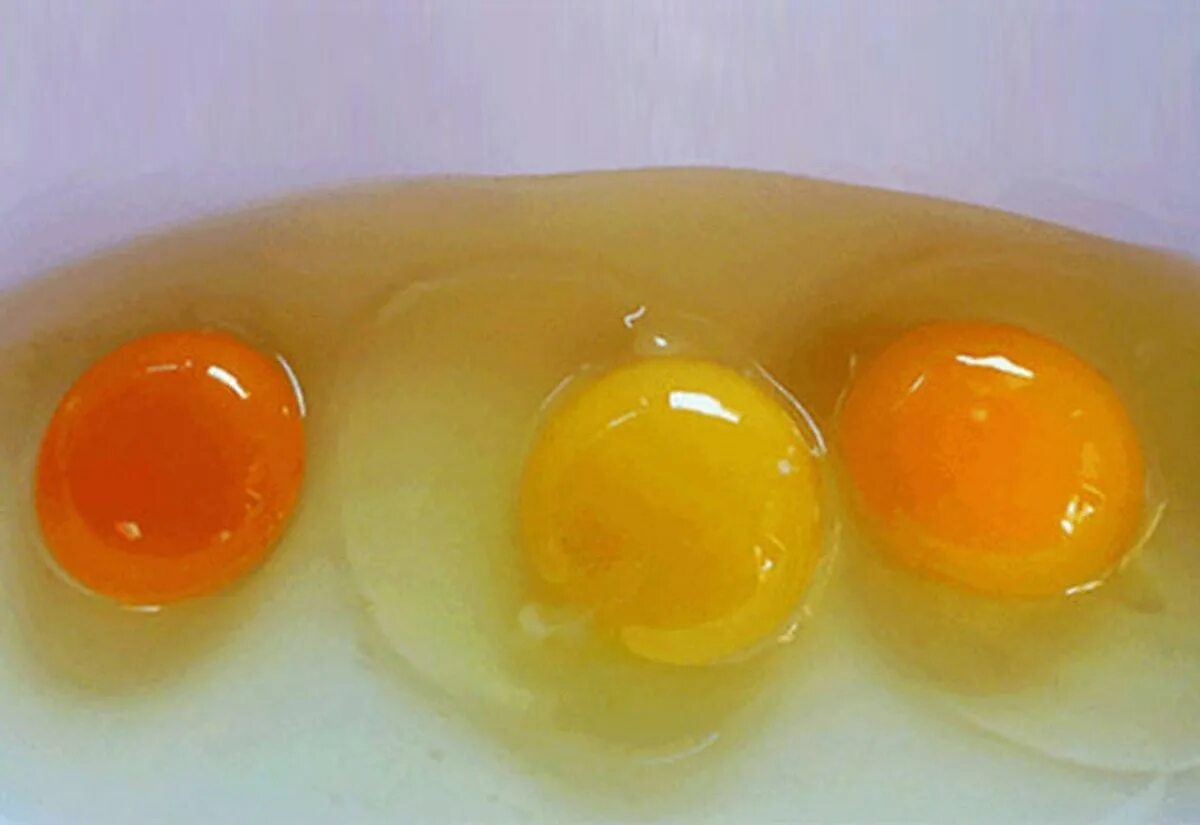 Зеленый белок в курином яйце. Яйца оранжевого цвета. Почему желток бледный. Куриный желток. Почему желток бледный.