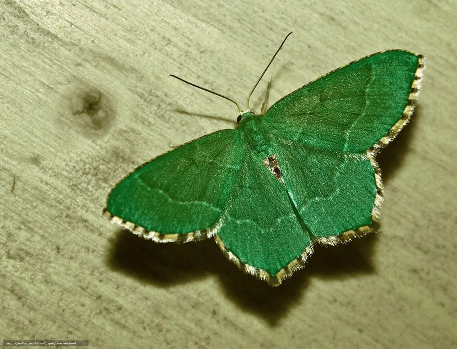 бабочки зеленого цвета. зеленый мотылек. зеленый мотылек. бабочка geometrid moth. грин бабочка.