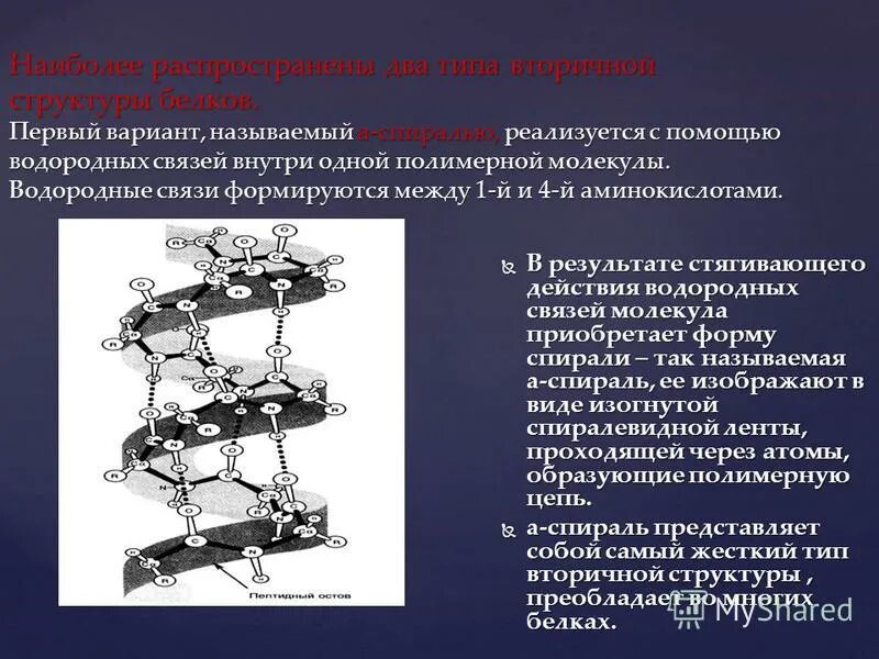 гидрофобные связи в третичной структуре белка. водородные связи в 2 структуре белка. водородные связи между радикалами аминокислот структура белка. водородные связи между радикалами аминокислот. вторичная структура белка эта структура.