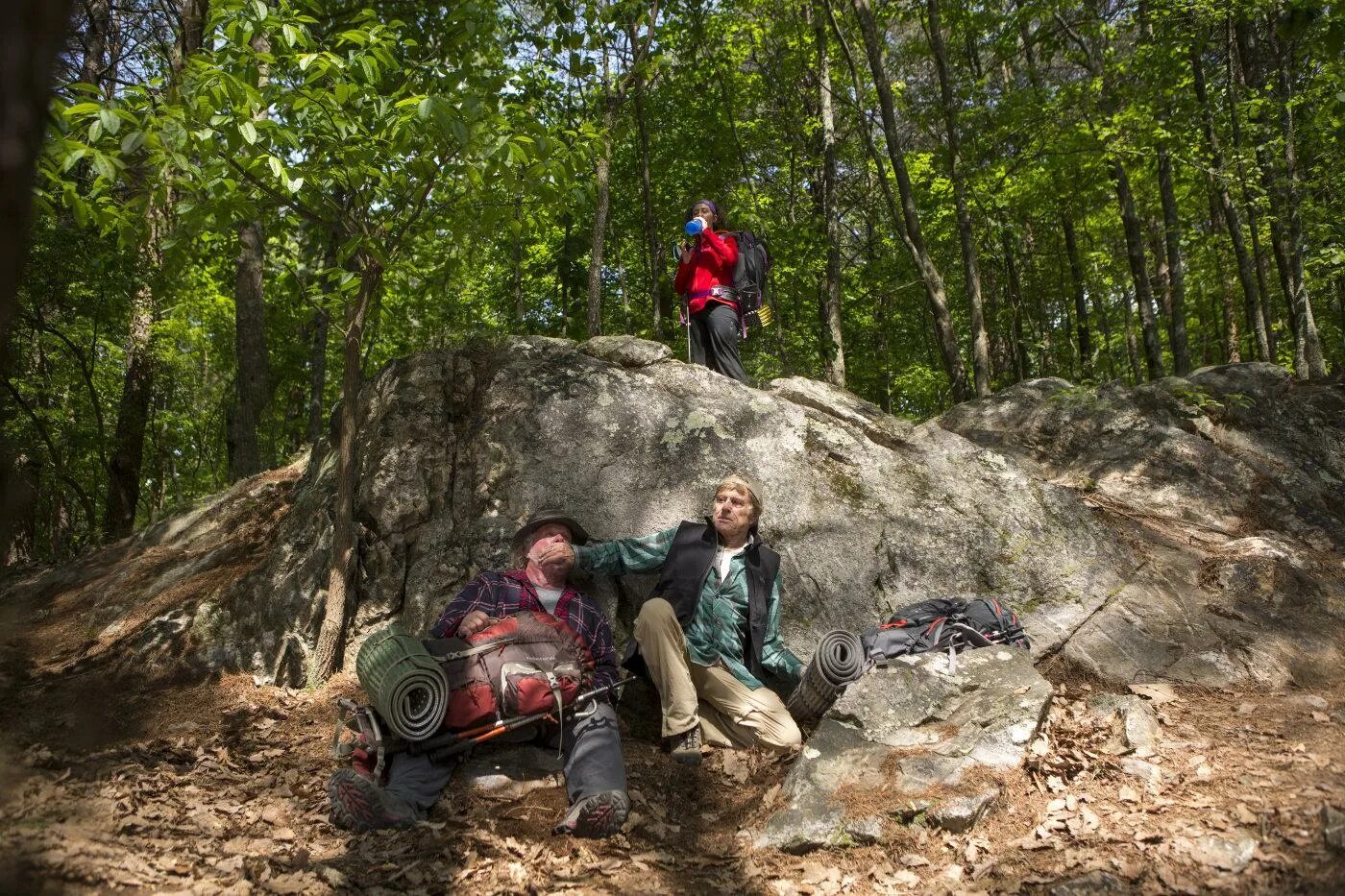 В лесу 2015. Лес the Woods 2015. Прогулка по лесам (2015). Прогулки по лесу.