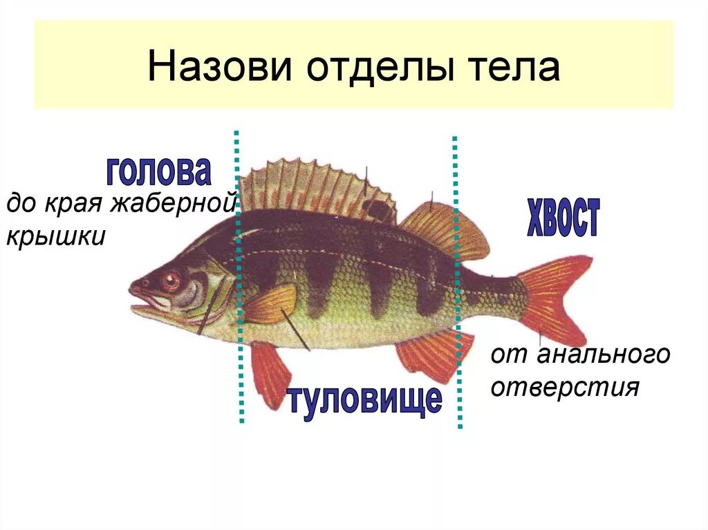 Какие отделы тела имеет рыба. Отделы тела рыбы. Отделы тела окуня. Внешнее строение рыбы. Строение тела отделы рыбы.