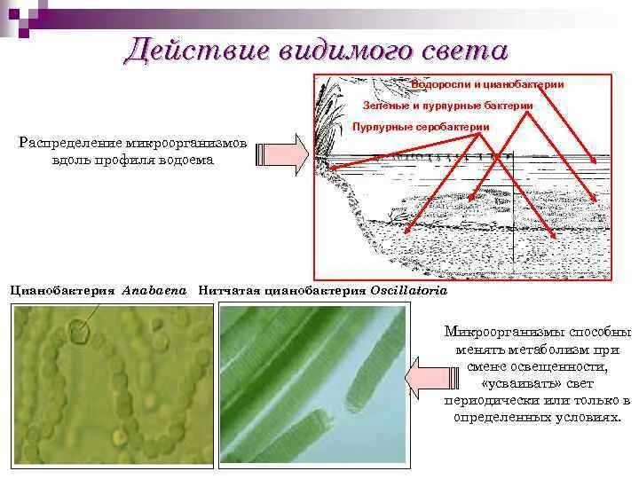 Систематика цианобактерий. Зеленые растения, цианобактерии и пурпурные бактерии являются:. Цианобактерии микрофлора. Пурпурные цианобактерии.