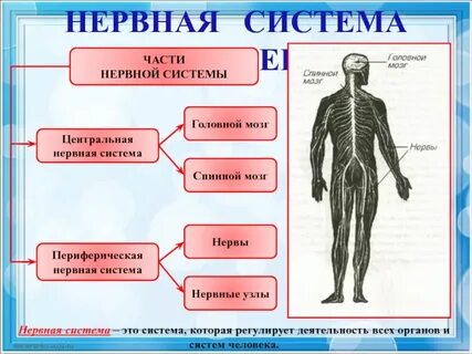Какие органы относятся к 1 системе