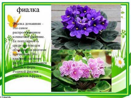Фиалка комнатная описание