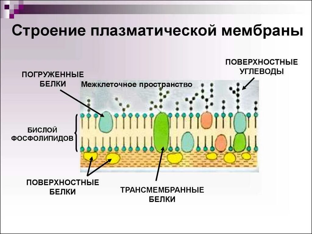 Основное свойство плазматической. Схема строения плазматической мембраны. Схема строения плазматической мембраны клетки. Схема строения мембраны животной клетки. Схема строения клеточной мембраны.