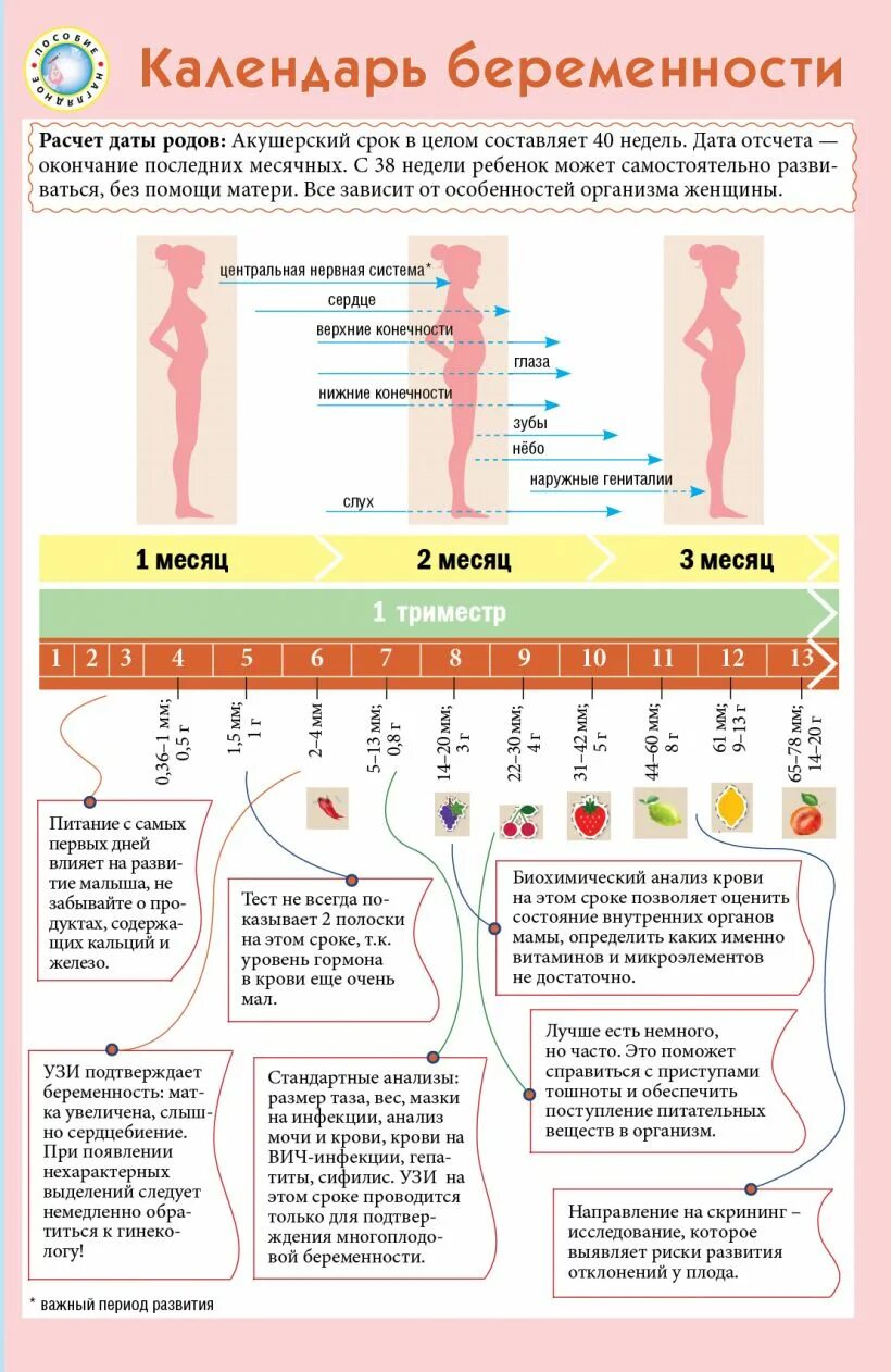Календарь беременности по возрасту. Календарьюеременности. Календарь беременности. Календурь бкоеменности. Алендарь береименности.