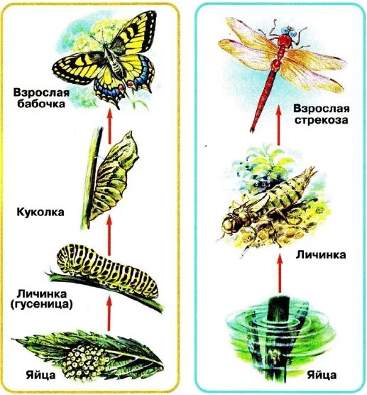 Какой тип развития характерен для стрекозы. Стрекоза этапы превращения. Циклы развития насекомых Стрекоза. Развитие с неполным превращением Стрекозы. Схема превращения Стрекозы.