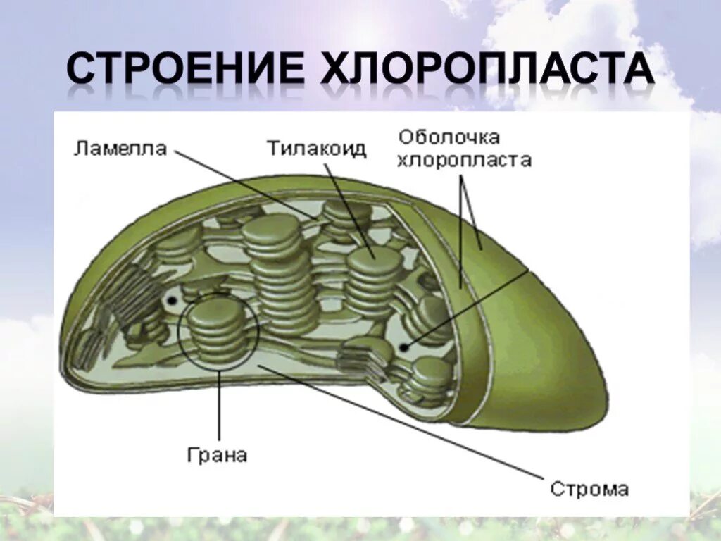 В состав хлоропласта входит. Пластиды хлоропласты строение. Строение хлоропласта Ламелла. Строение хлоропласта Строма. Строение хлоропласта ЕГЭ.