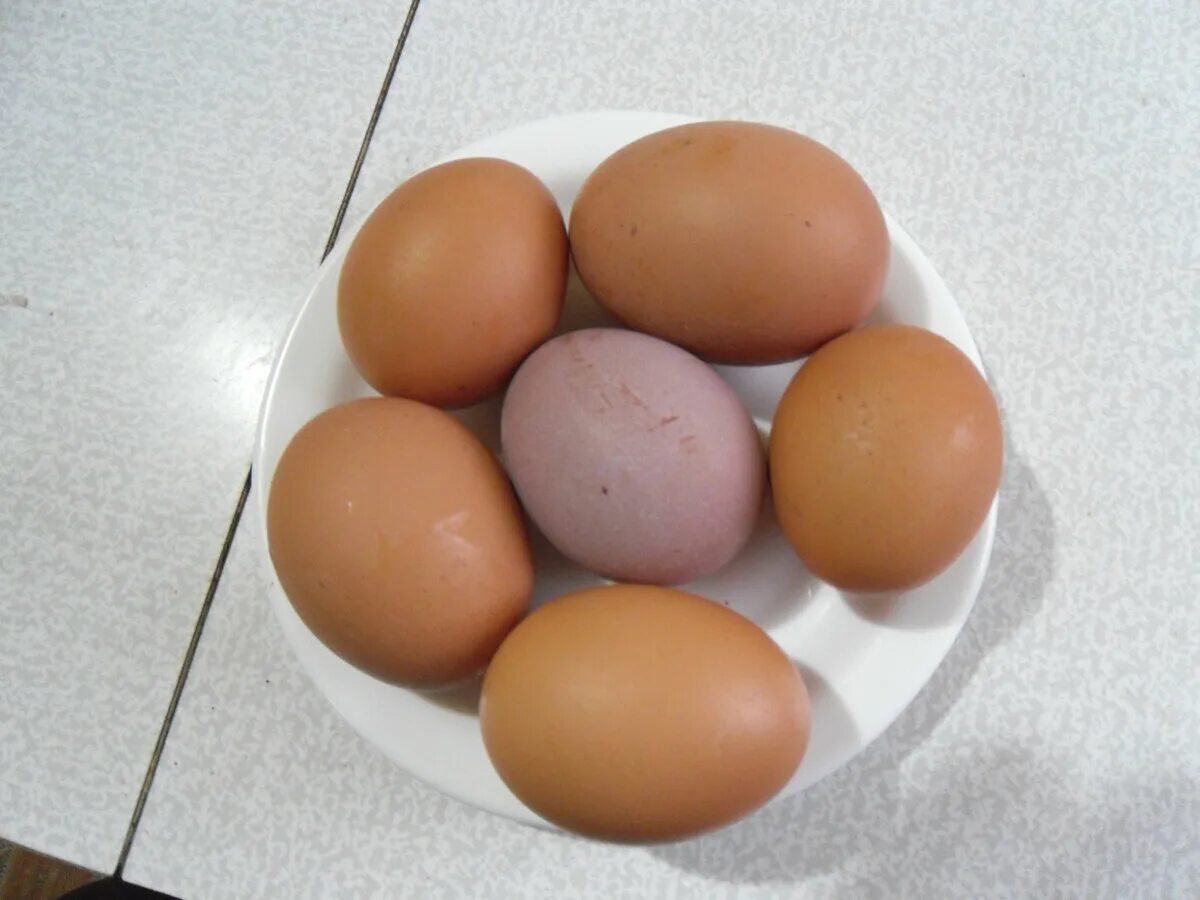 Размер яйца со. Большие куриные яйца. Домашние куриные яйца. Размер яиц. Фиолетовые яйца куриные.