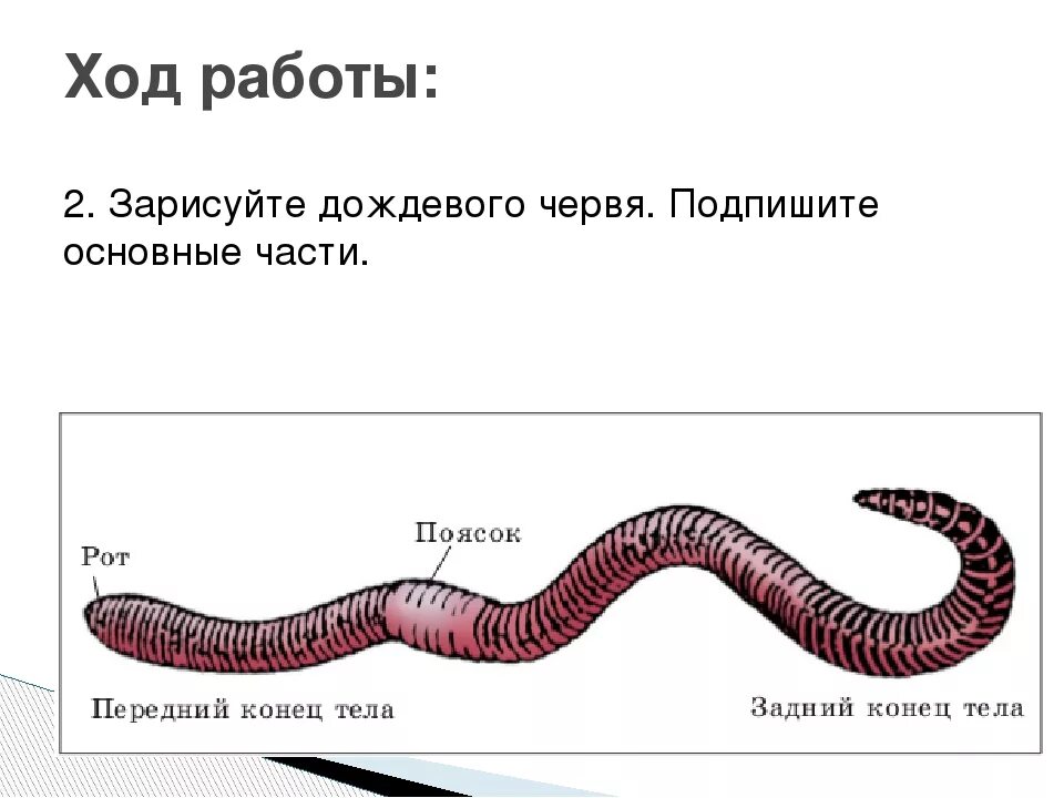 Контрольная по биологии черви. Внешнее строение дождевого червя. Тип кольчатые черви дождевой червь. Внешнее строение червя дождевого червя. Строение дождевого червя 7 класс биология.