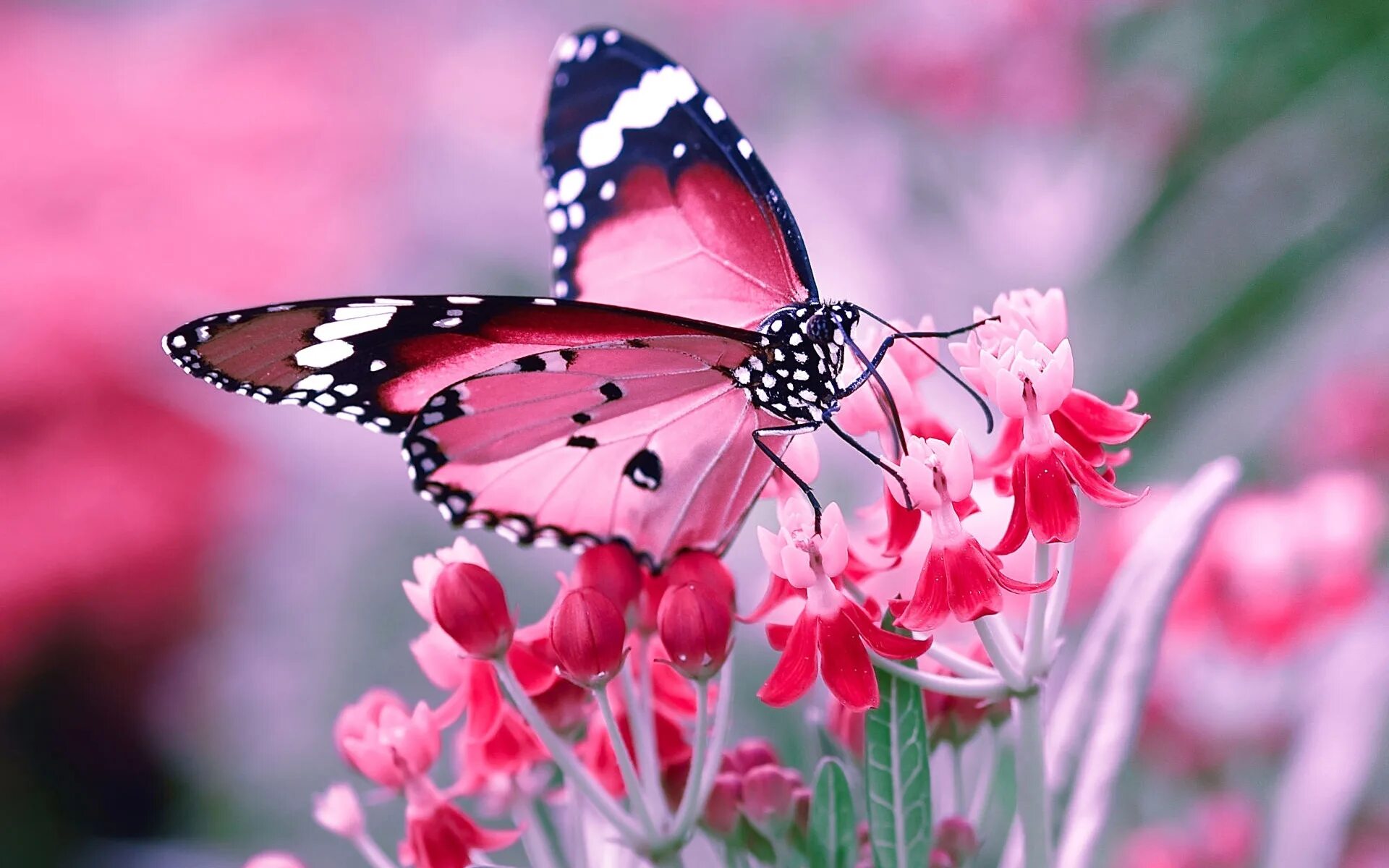 Красивые бабочки на цветах. Красивые бабочки. Бабочка на цветке. Розовые бабочки.
