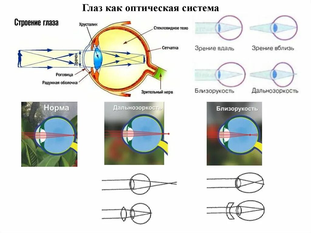 Последовательность прохождения луча света в глазном. Строение оптической системы. Глаз как оптическая система. Схема оптической системы глаза. Глаз человека как оптическая система.