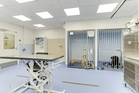 Ветеринарные клиники подольска отзывы