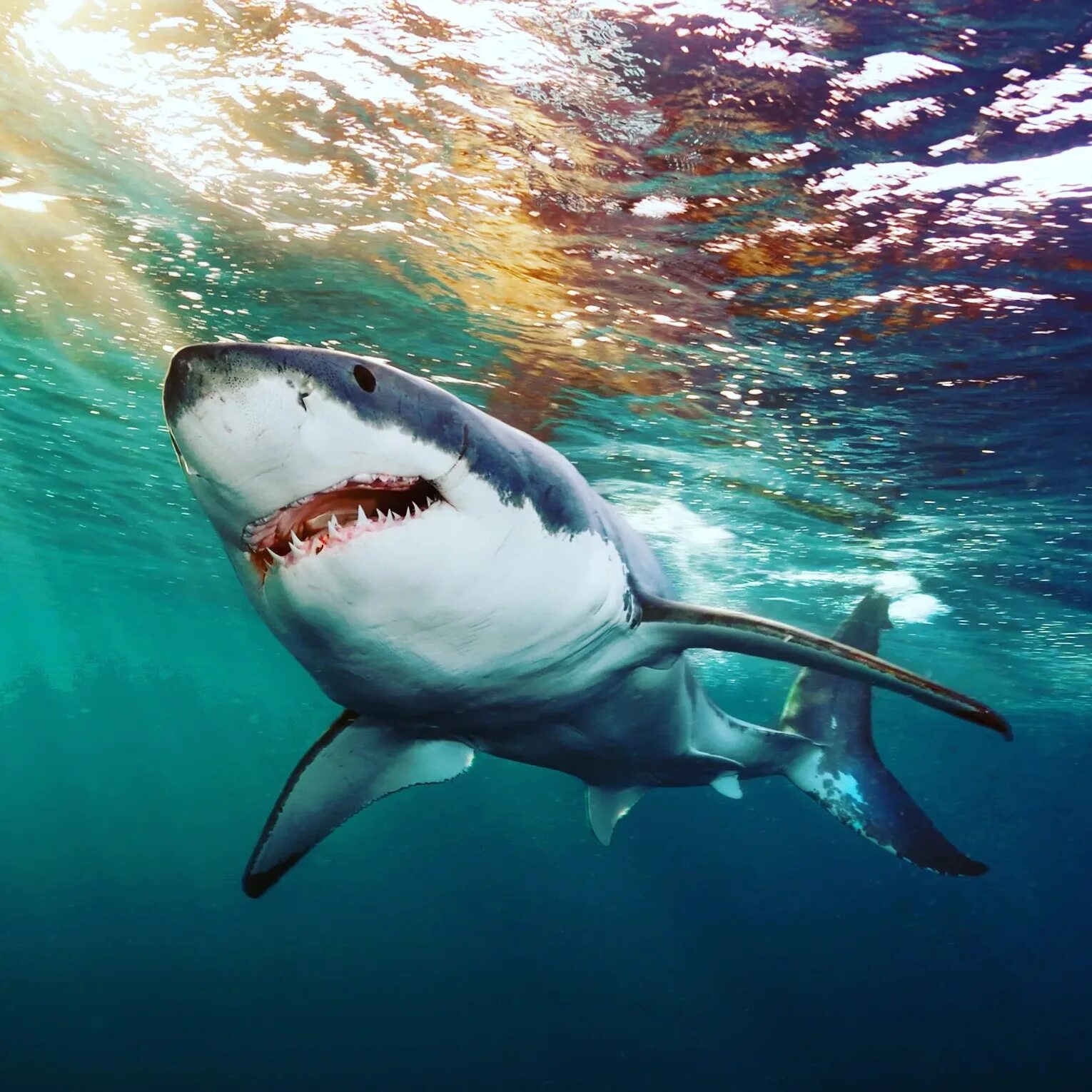 Какую скорость развивает белая акула. Carcharodon carcharias. Кархародон МЕГАЛОДОН. Большая белая акула кархародон. Акула белая, акула-людоед, кархародон.