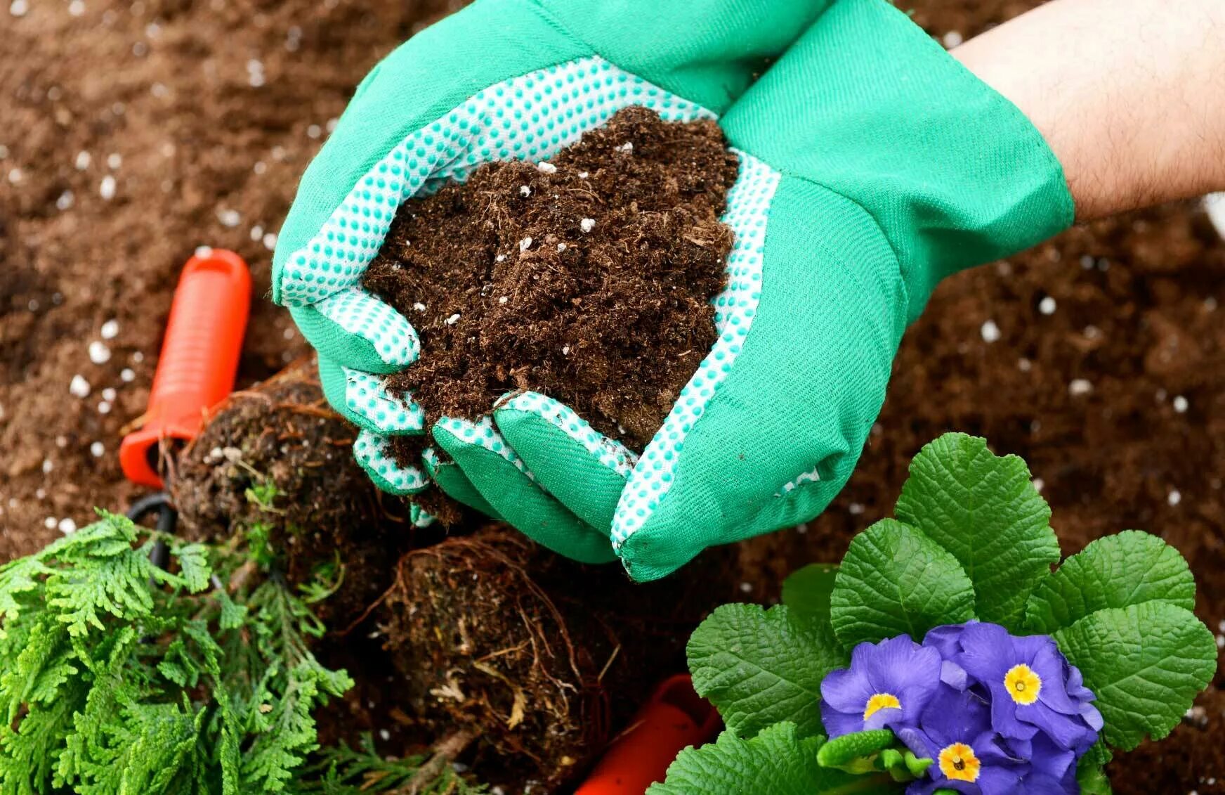 Лучшее удобрение для сада. Удобрения. Удобрения для растений. Бактериальные удобрения. Удобрение почвы.