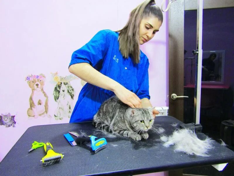Выставка кошек йошкар ола. Ешкина кошка в Йошкар. Где кошечка у Аниты.