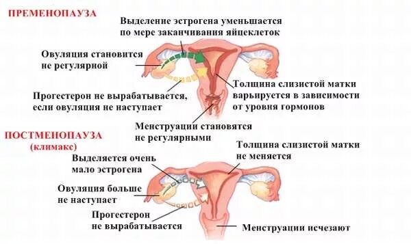 Яичники в пременопаузе. Матка в климактерическом периоде у женщин. Пременопауза Возраст. Яичники в перименопаузальном периоде.