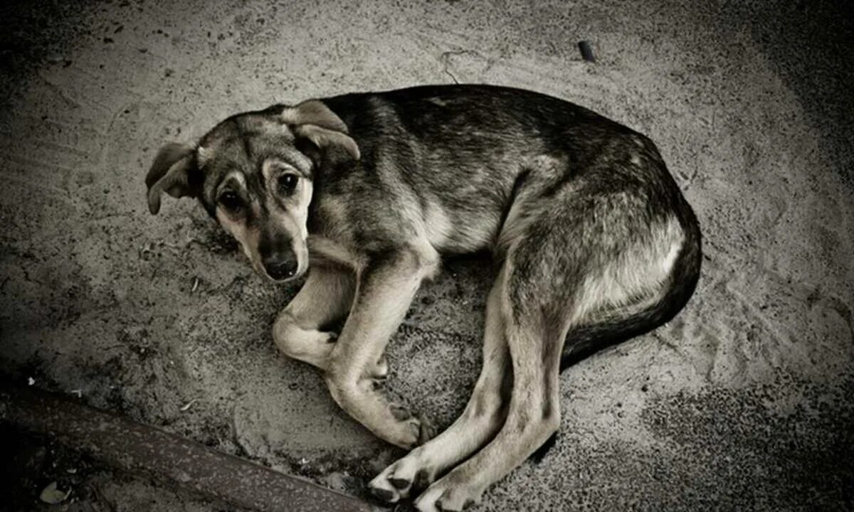 Ушли голодными. Бездомные животные. Бездомные собаки. Бедная бездомная собака.