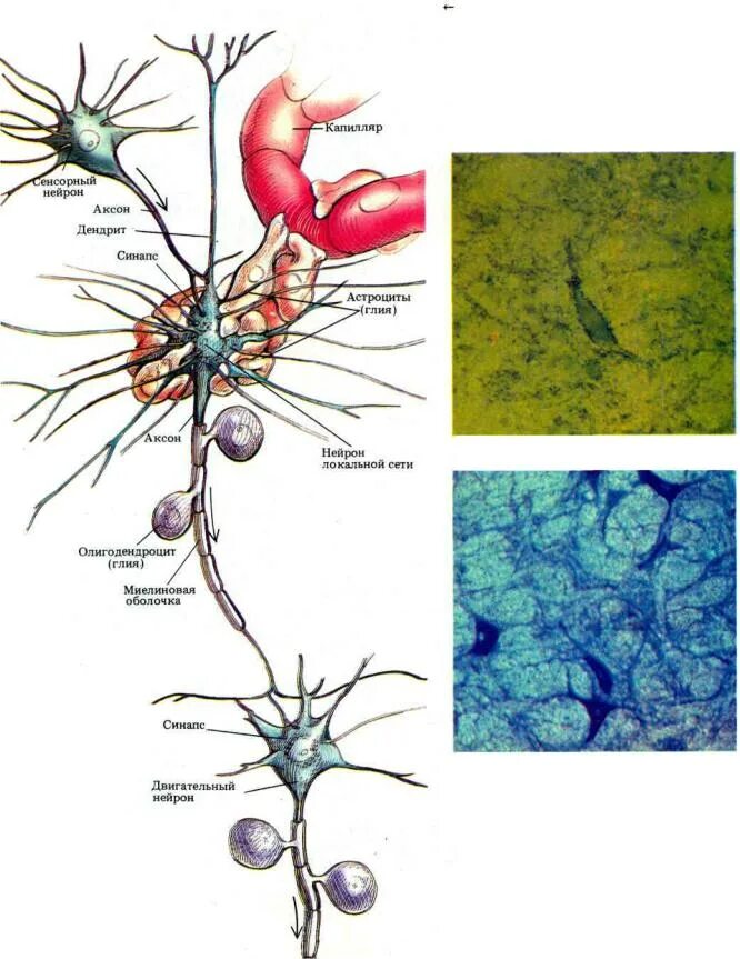 Астроциты мозга. Нейрон, Аксон, астроциты. Астроцитарная глия. Нейроглия гистология. Глия головного мозга.