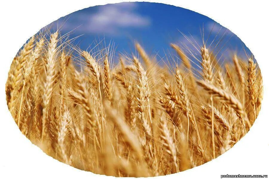 Цезиум пшеница. Ферругинеум пшеница. Пшеница для детей.