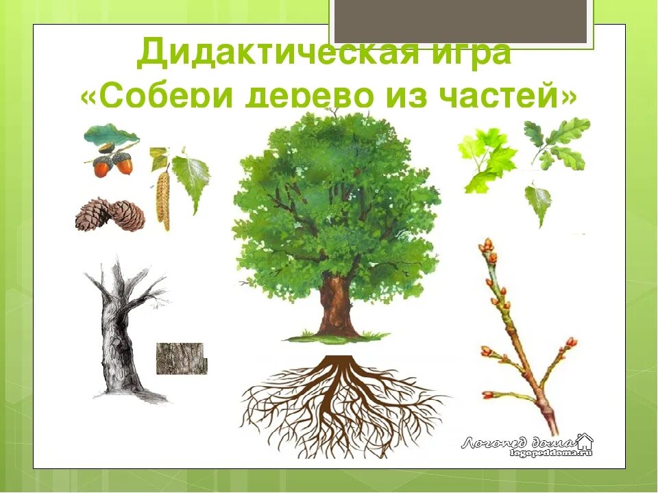 Картинки деревьев схема. Картинки деревьев схема