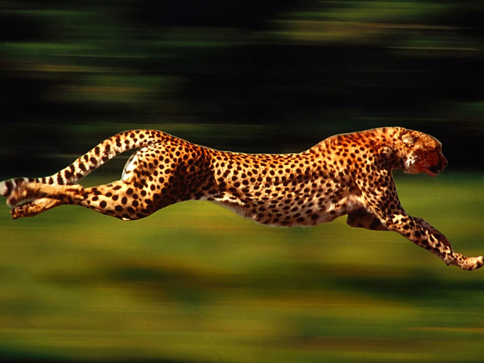 Сколько скорость гепарда. Леопард и гепард Ягуар скорость. Скорость леопарда и гепарда. Леопард в саванне. Пятнистый гепард.