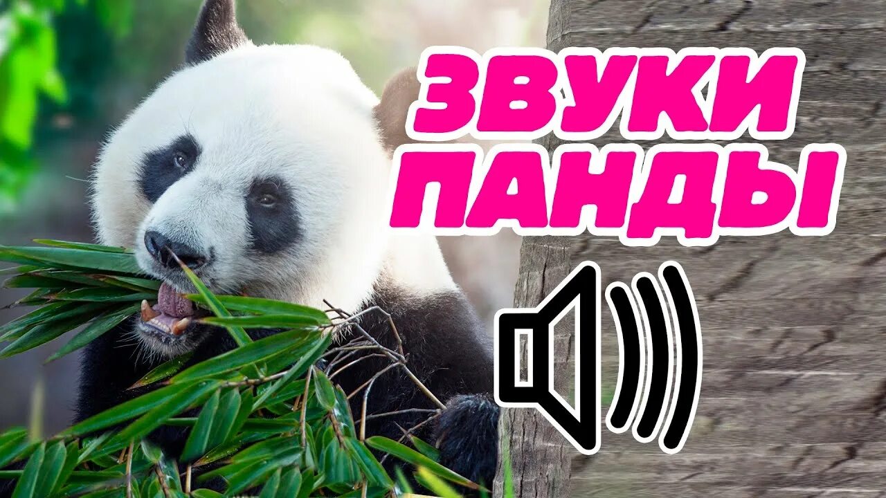 Звуки издаваемые пандой. Родина панды. Презентация про панду. Большие панды. Звуки красной панды.