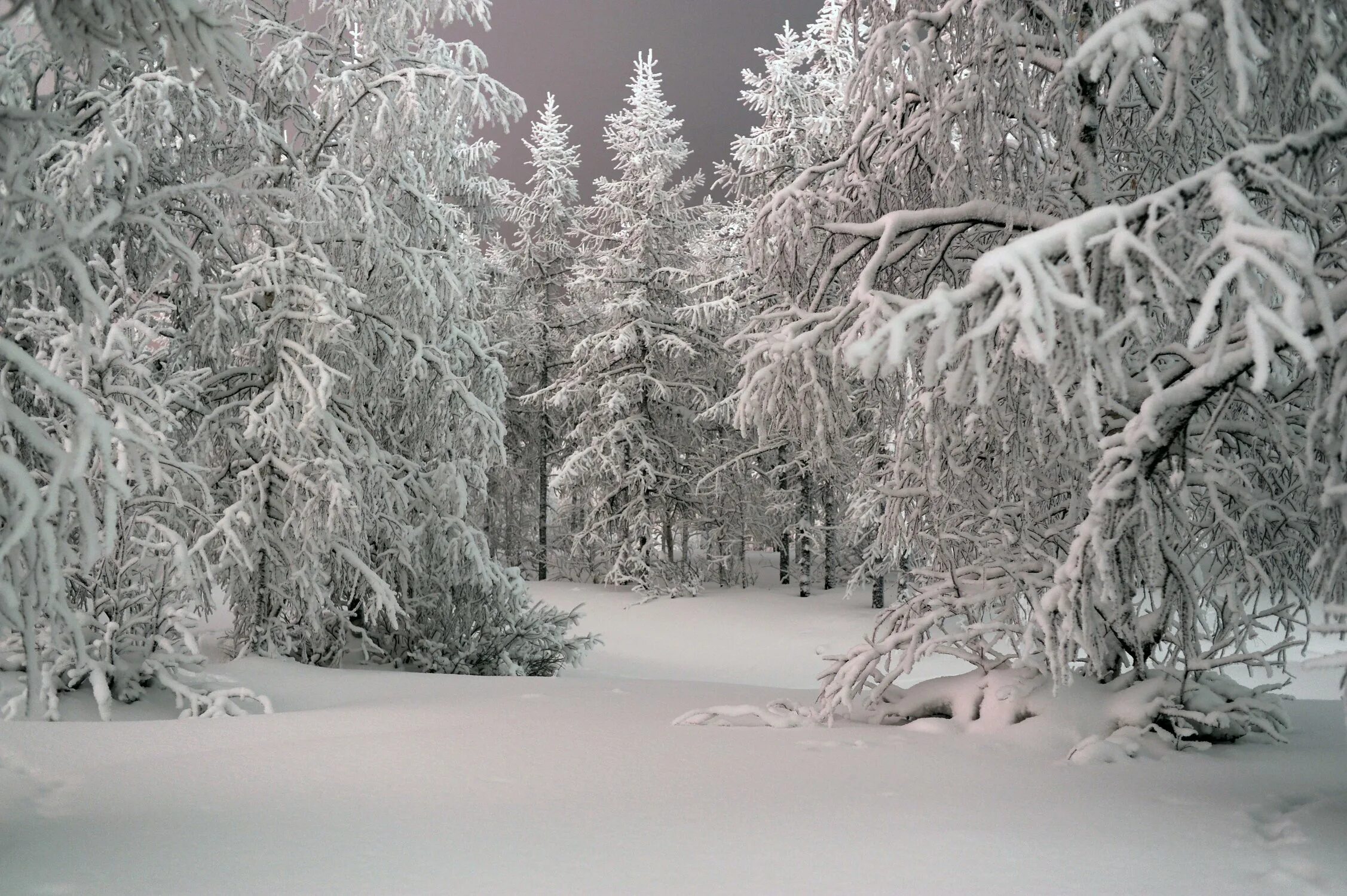 заснеженный лес для детей. зимний лес. зима пейзаж. ель в лесу. живопись николай шумилкин пейзаж.