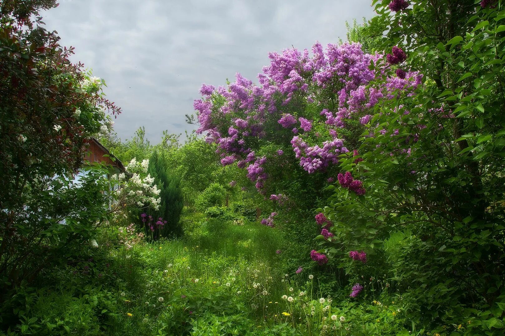 Сирень бабушки. Сирень куст круглолистный. Сирень Живая изгородь. Сирень в Абрамцево. Шахматово сирень.