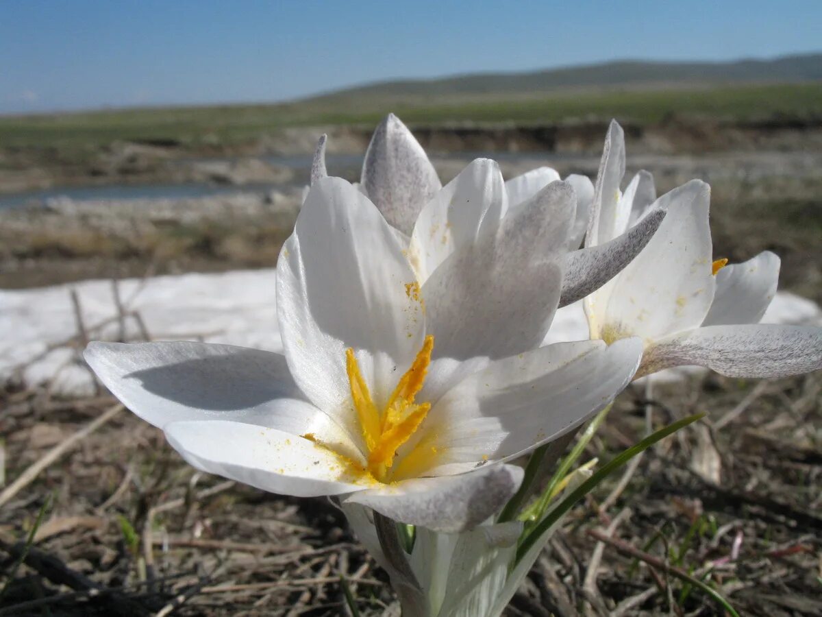 Крокус алатавский. Шафран алатавский. Шафран Долинный Crocus vallicola. Шафран алатавский (Crocus alatavicus).