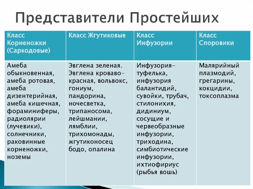 Какие есть группы простейших. Таблица по биологии 7 класс Саркодовые жгутиковые инфузории. Корненожки и жгутиковые инфузории 7 класс таблица по биологии. Таблица по биологии 7 класс инфузории. Представители простейших.