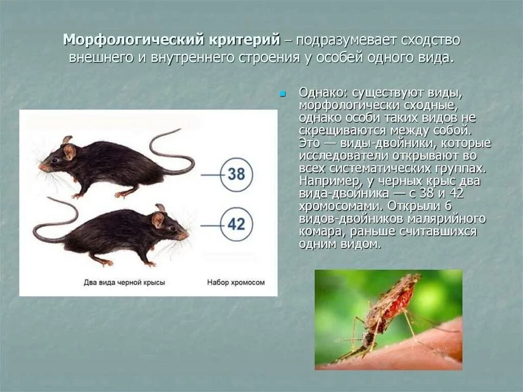 Какому роду относится мышь