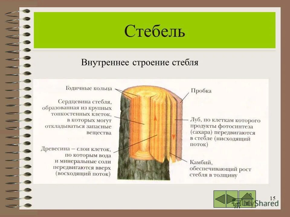 Функции стебля 6 класс. Функции древесины в стебле 6 класс биология. Внутреннее строение стебля биология. Строение стебля 6 класс биология. Внешнее и внутреннее строение стебля.