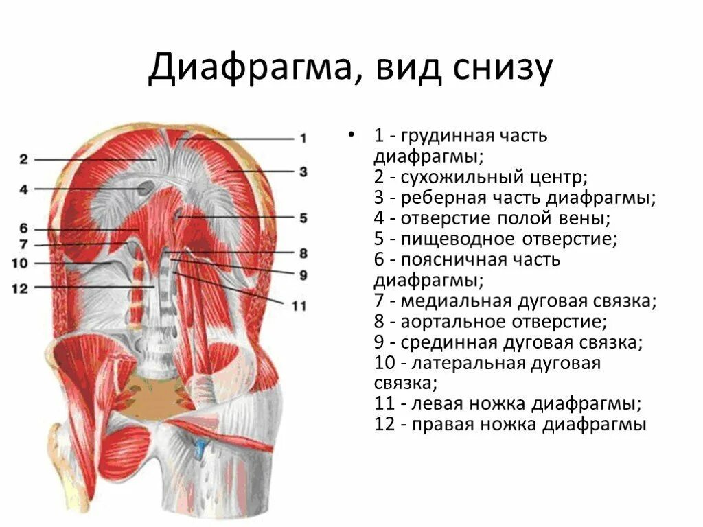 Часть ба. Диафрагма анатомия мышцы. Диафрагма вид снизу анатомия. Правая ножка поясничной части диафрагмы. Топография диафрагмы анатомия.