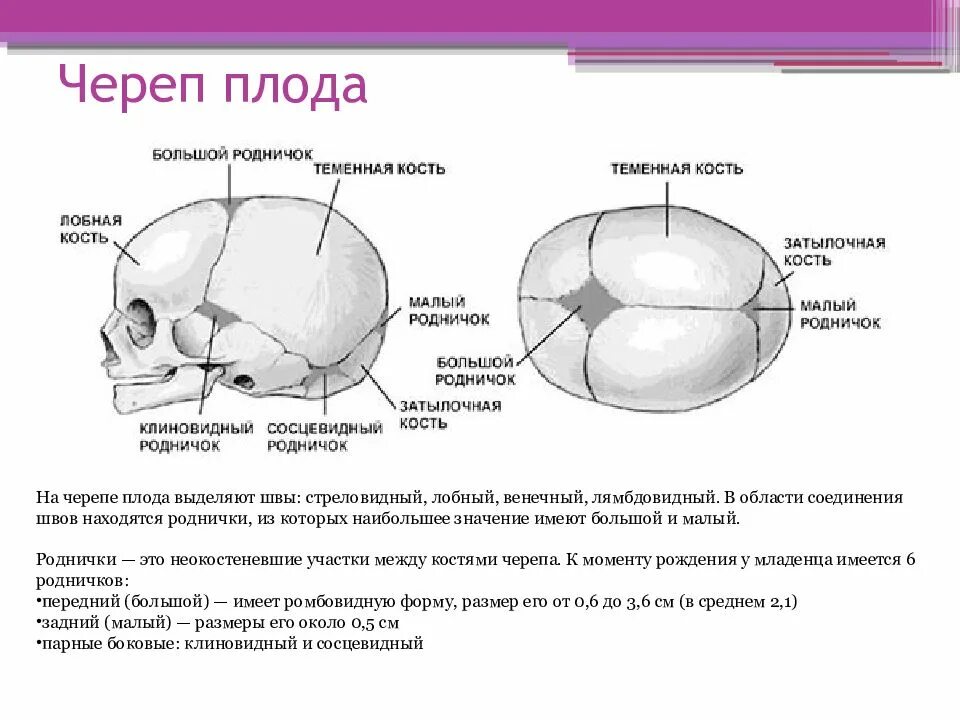 Значение родничков. Роднички черепа новорожденного таблица. Стреловидный шов в правом косом размере, малый Родничок справа, с. Стреловидный шов черепа.