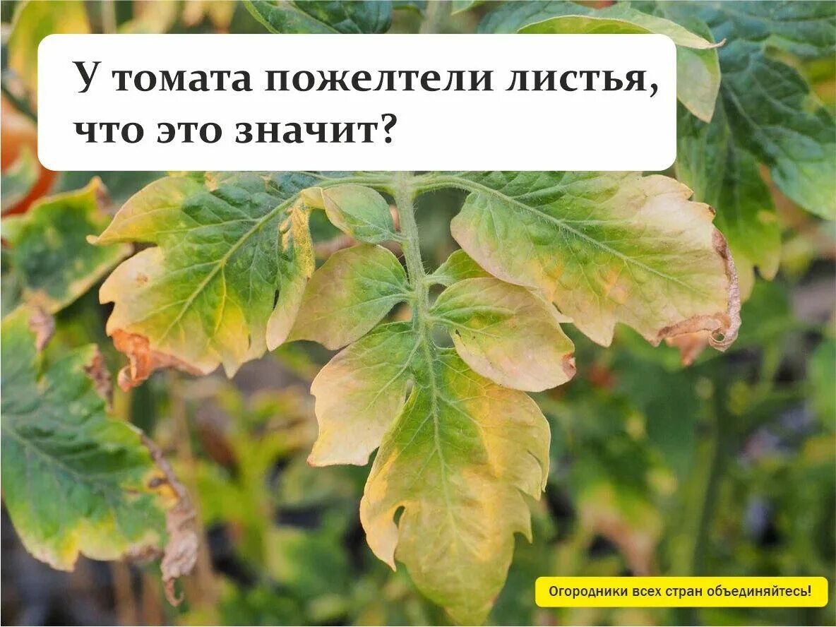 Помидоры стали желтеть в теплице. Пожелтение листа томата. желтеют листья томатов. желтеют листья у помидор в теплице. желтизна на листьях помидор.