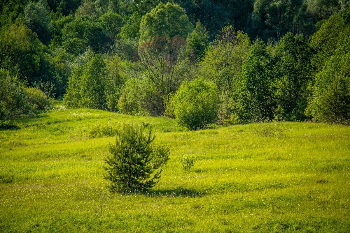 елочка на поляне. елка зимой. елочка на поляне. полянка с елочкой. маленькие ёлочки в лесу летом.