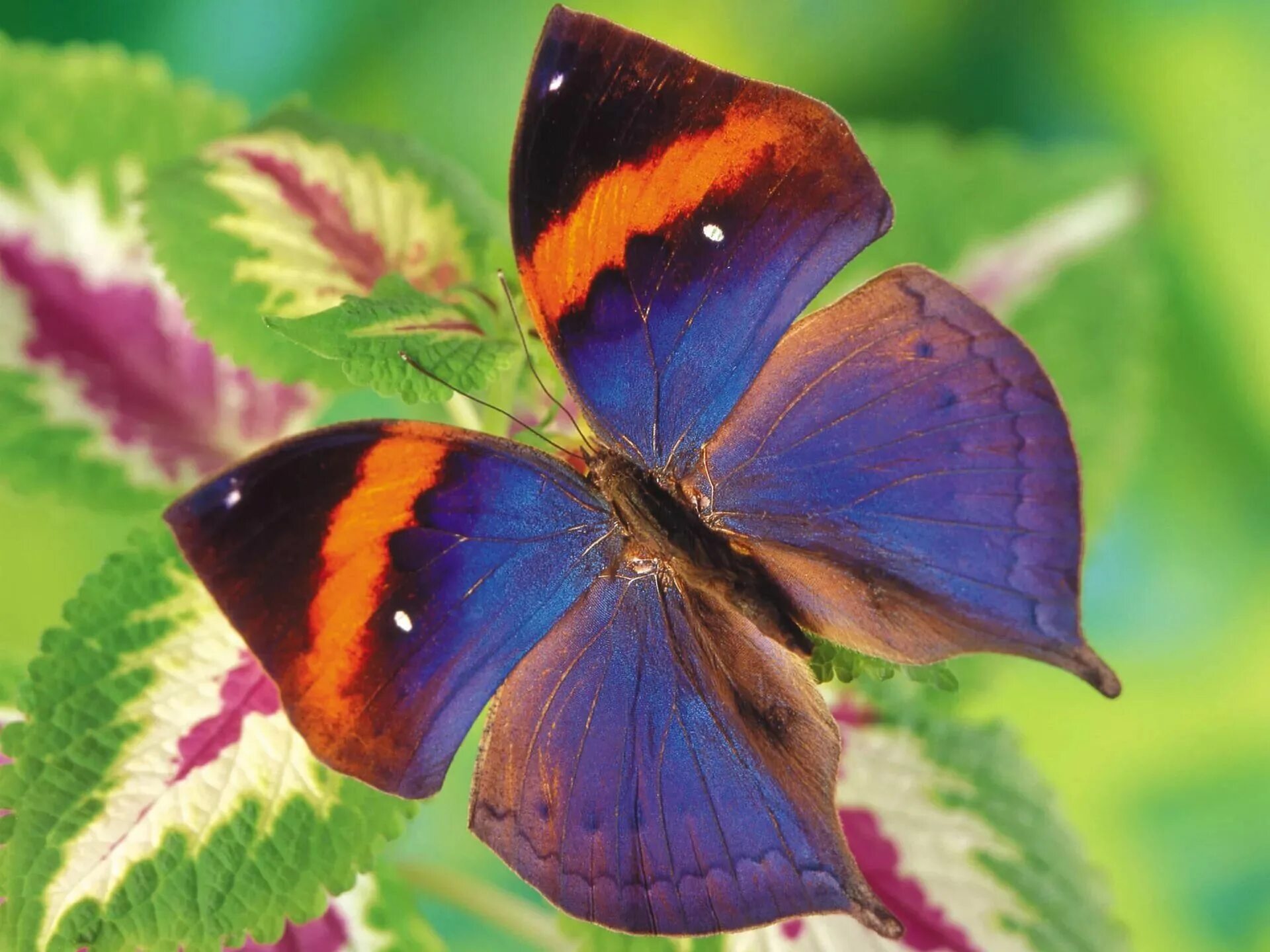 Бабочки вб. Олимпиус Инферно бабочка. Бабочка Кардинал. Бабочка Кернс Бердвинг. Красивые бабочки.