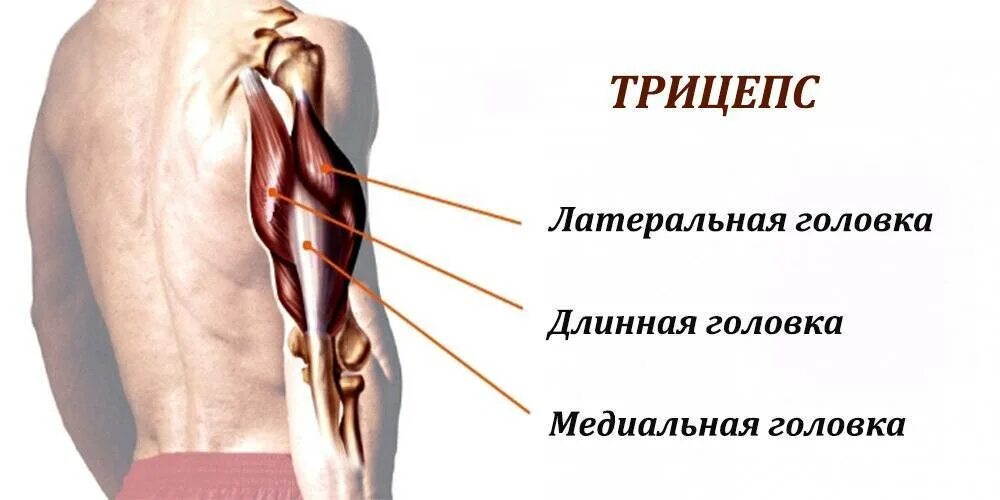 Длинная головка трицепса плеча. Трехглавая мышца плеча анатомия. Латеральная головка трицепса анатомия. Медиальная головка трицепса анатомия.